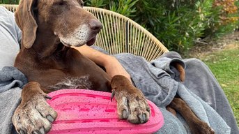 Seniorhond Storm heeft zijn geluk gevonden