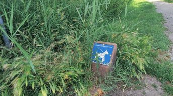 1 op de 8 honden slachtoffer van grasaren