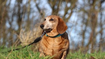 Opvang seniorhonden in 2025