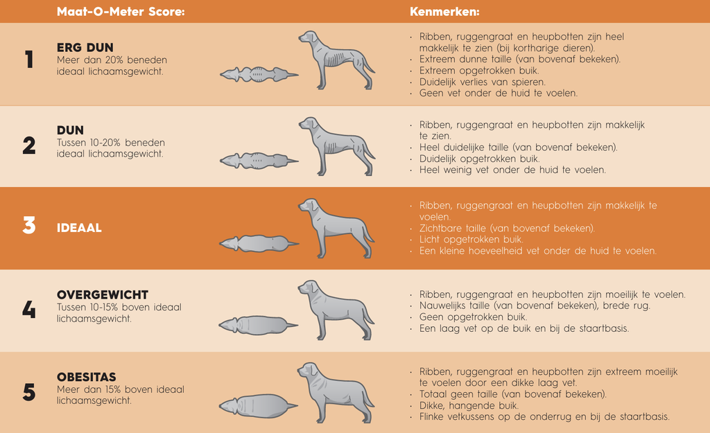 Overgewicht bij de hond | Koninklijke Hondenbescherming