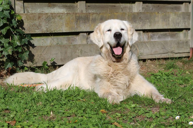 Welke Hond Past Bij Mij?