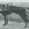 Hondenbescherming al 111 jaar op de bres voor de hond