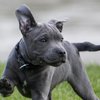 Hondenbescherming pleit voor invoering hondvaardigheidsbewijs