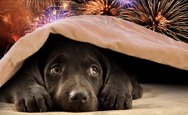 Tips voor een hond met vuurwerkangst
