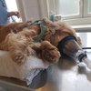 Zijn gemeenten aansprakelijk voor dierenartskosten door grasaren?