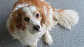 Meldpunt 144 redt niet alleen een dier