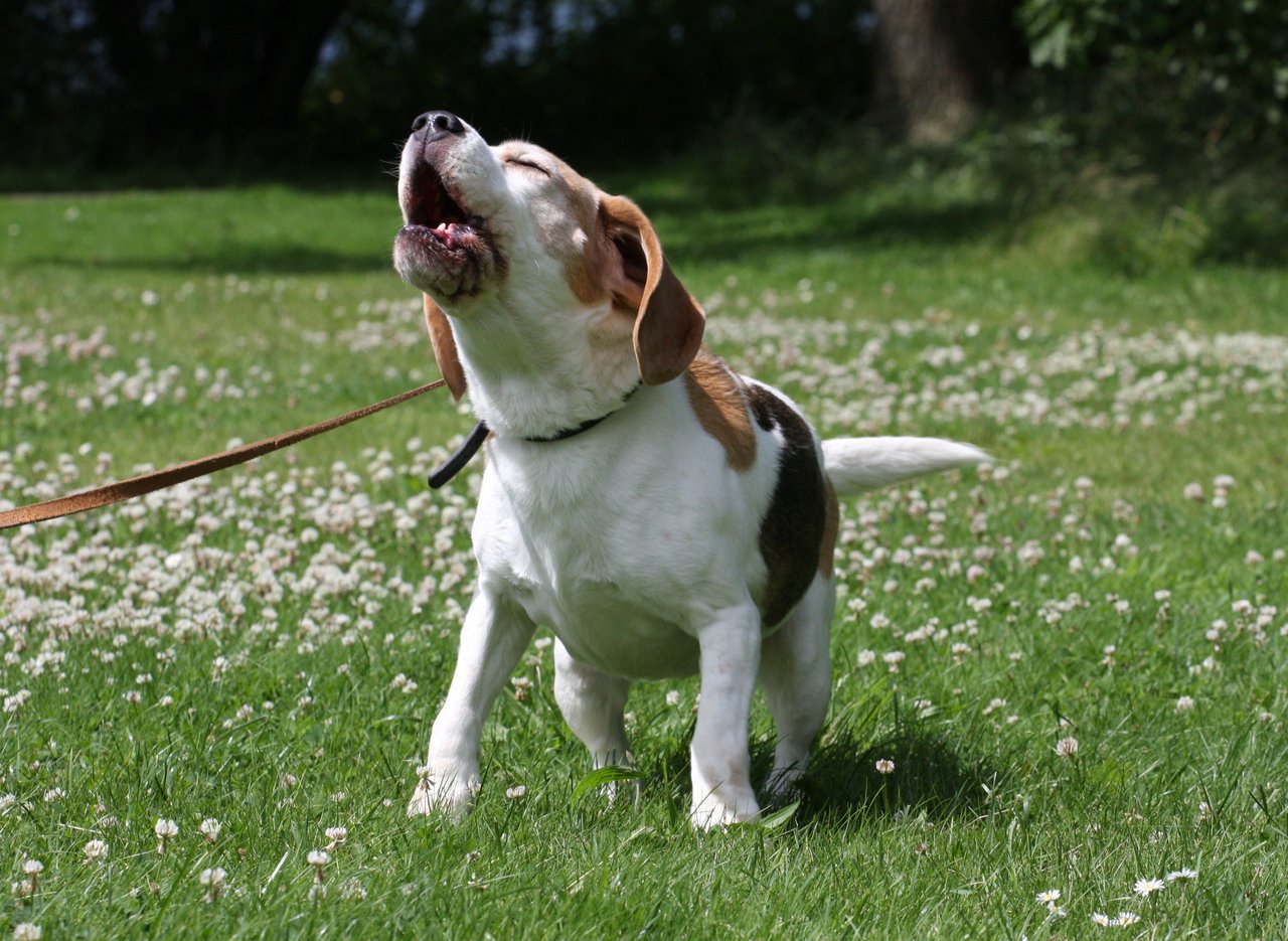 Blaffende honden