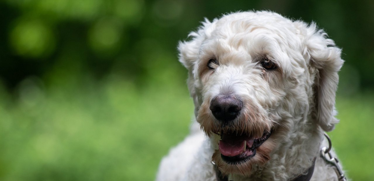 Adopteer een senior Koninklijke Hondenbescherming