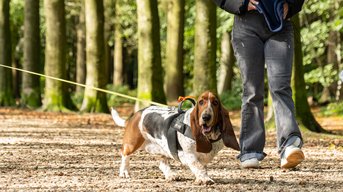 'Laat honden niet de dupe zijn van onze stikstofcrisis'