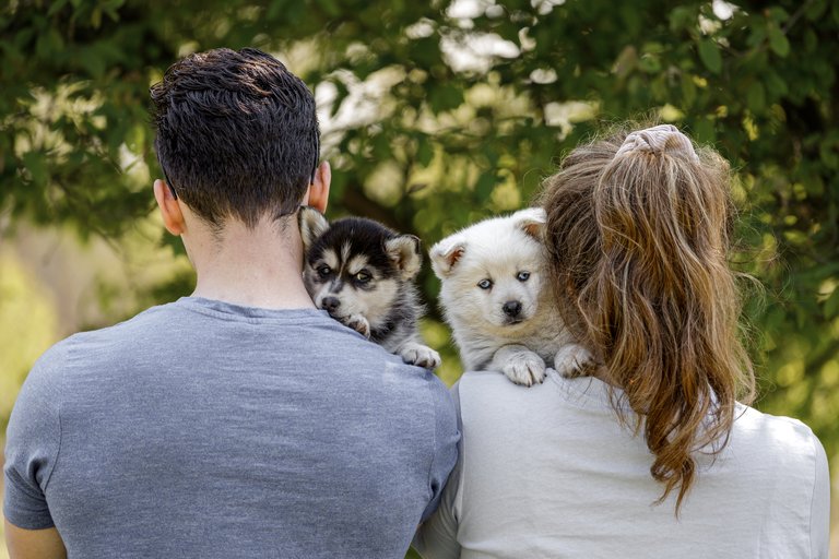 Ik wil een hond | Koninklijke Hondenbescherming