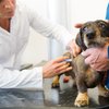 Toezichthouder ACM wil strengere regels voor dierenartsen vanwege hoge prijzen