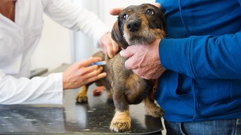 Kamer stemt volgende week over maatregelen voor betaalbare huisdierenzorg