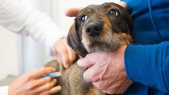 Uitnodiging: Denk mee over onderzoek naar dierenartstarieven