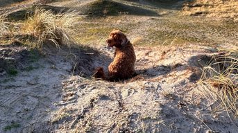 Hondenbescherming pleit voor behoud losloopmogelijkheden in Schoorlse Duinen